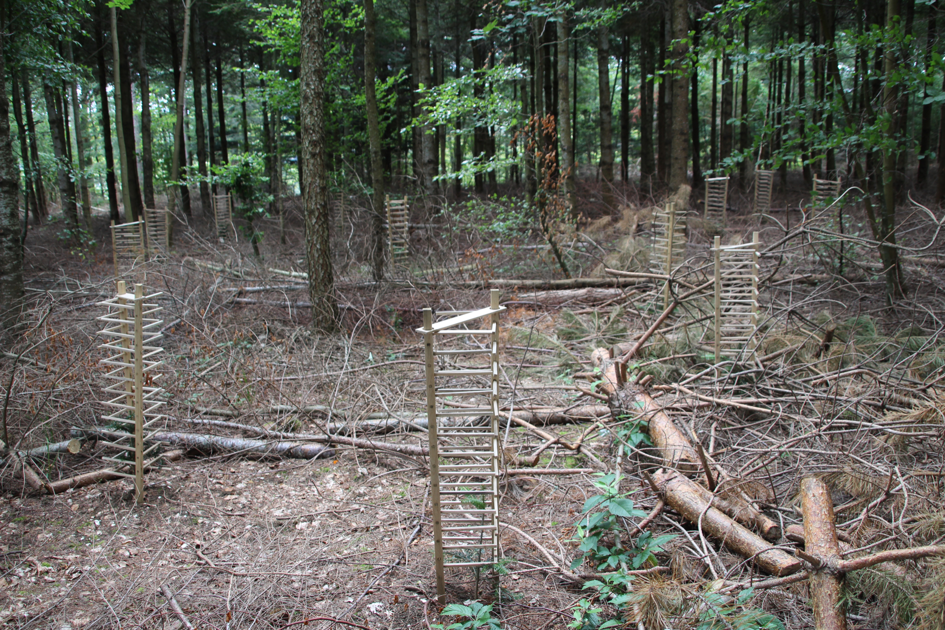 Einige Sprossenschützer, die in einem kleinen Waldstück aufgestellt sind.