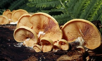 Fungi – an introduction
