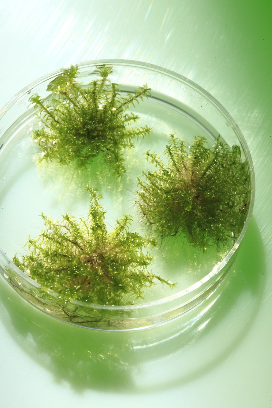 Stefan Rensing investigates the evolutionary transition from algae to ...