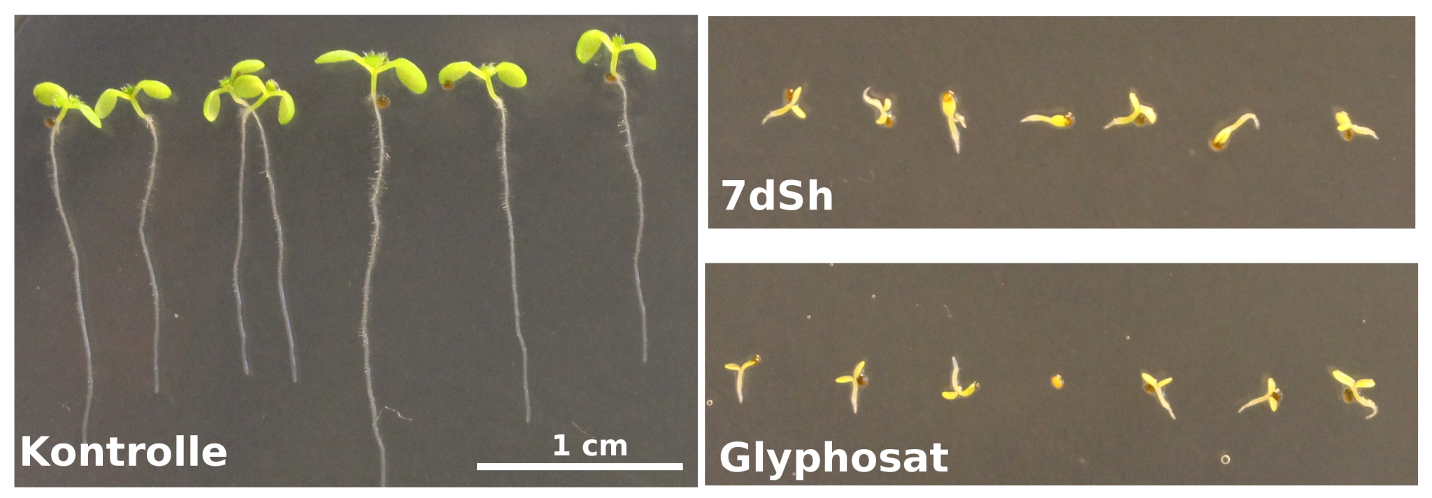 Normal plants compared to plants whose growth was inhibited.