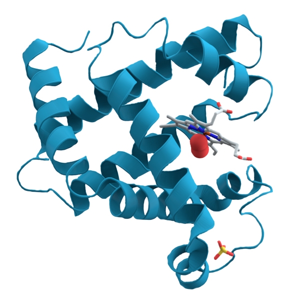 Zu sehen ist das Bändermodell eines Proteins.